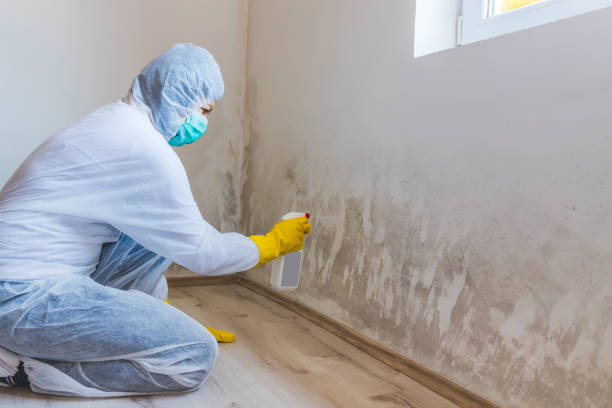 Licensed Mold Remediation service in Katy, TX - 24 Hour Mold Removal